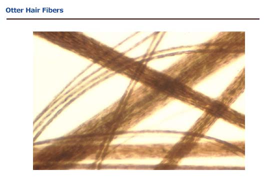 Otter hair fibers