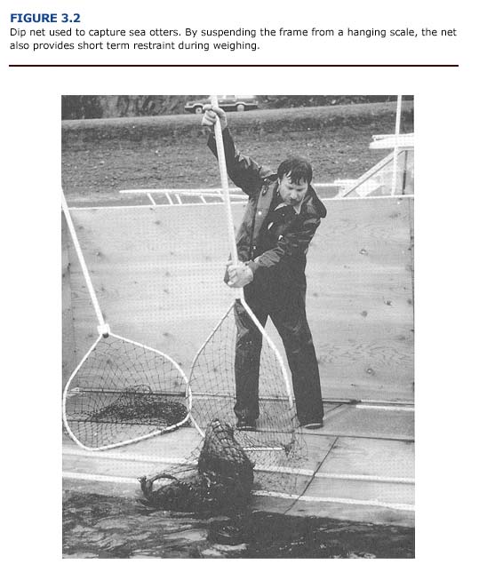 Dip net used to capature sea otters
