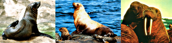 Natural History Carnivora