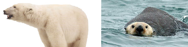 Natural History Carnivora