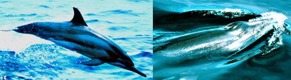 Natural History Cetacea