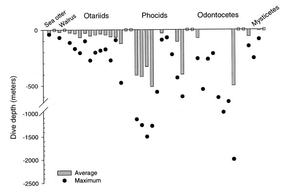 Average and maximum dive depths  for marine mammals