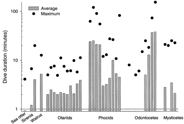 Average and maximum dive durations  for marine mammals