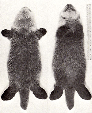 Natural History Gross Anatomy Pup