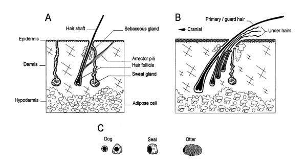 Natural History Hair Follicle