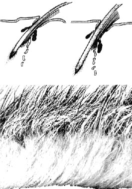 Natural History Hair Follicle
