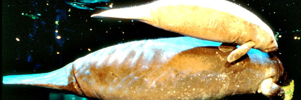 Natural History Manatees