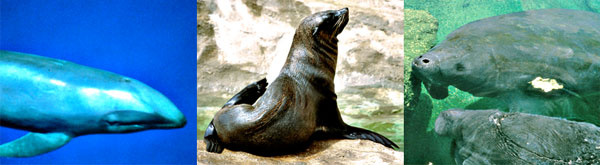 Natural History Marine Mammals