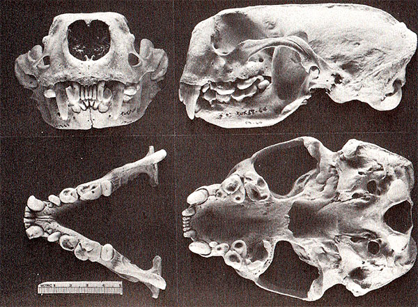 NatHist Sea Otter Skulls