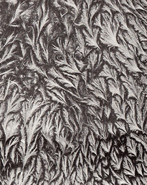 Natural History fur Insulator