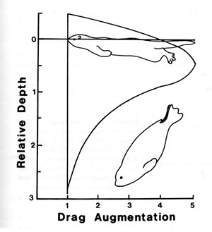 Natural history hydrodynamic