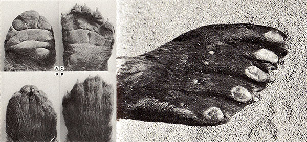 Natural History paws