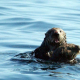 Sea Otter