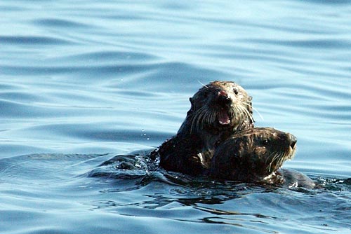 Sea Otter