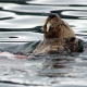 Sea Otter
