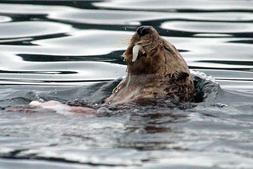 Sea Otter