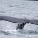 whales wildlife