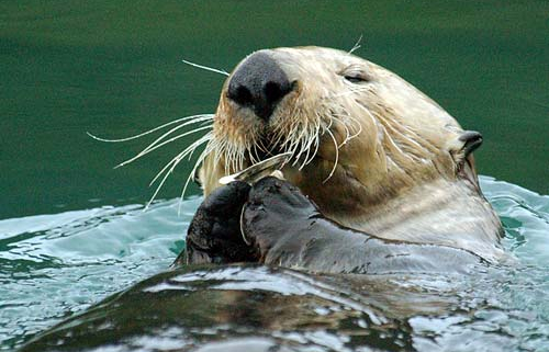 Sea Otter