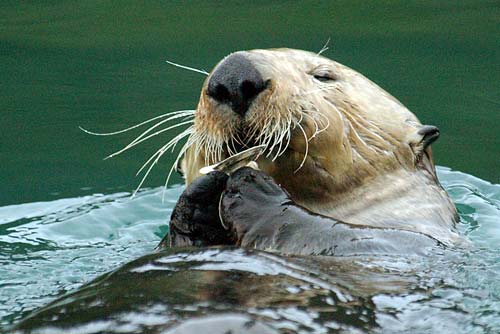 Sea Otter