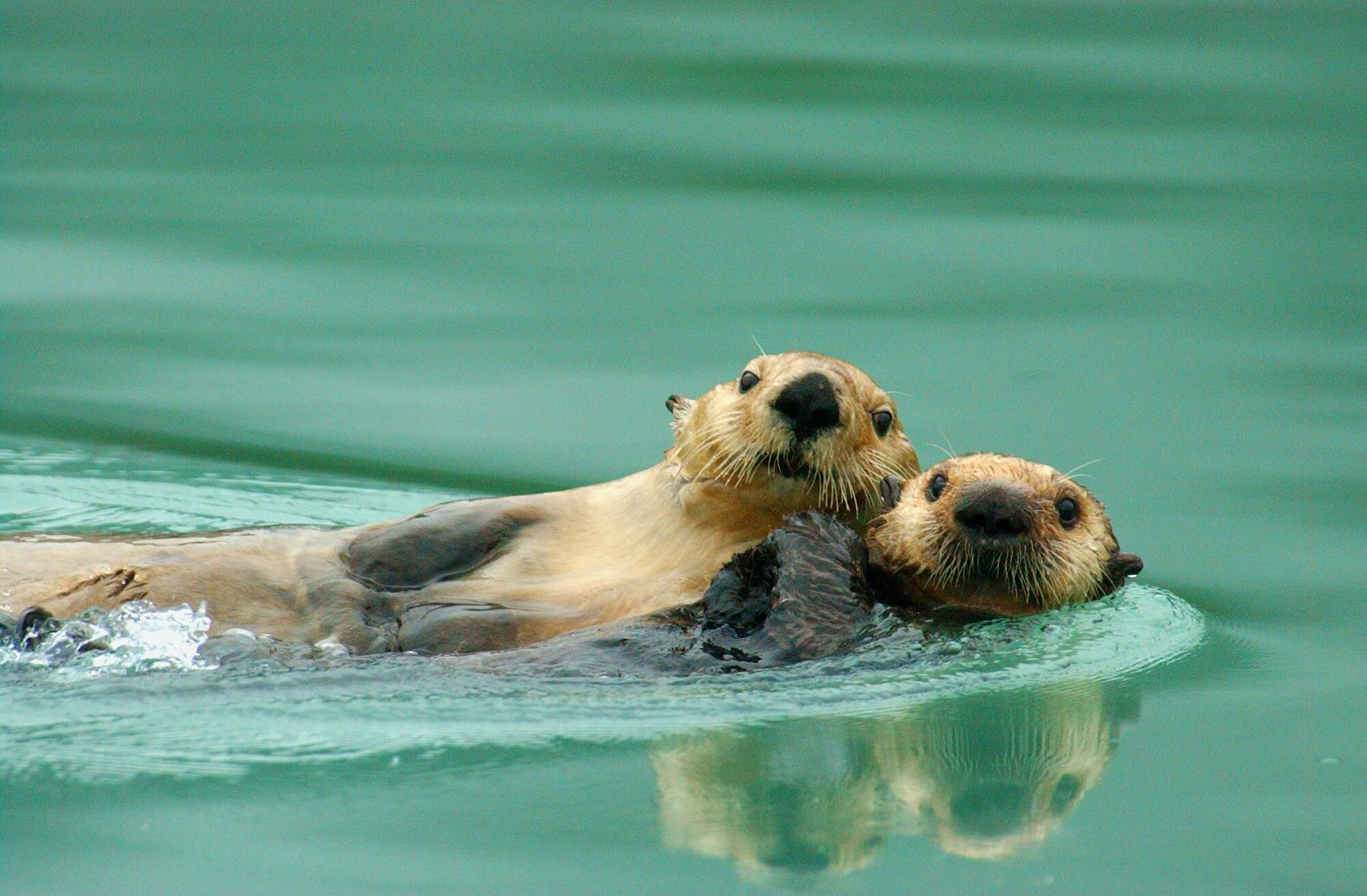 Mom and pup sea otters
