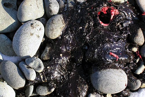 wreck-of-the-selendang-ayu (20)